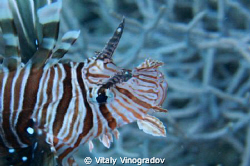 Lion fish by Vitaly Vinogradov 